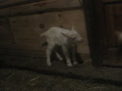 200167_1798162966805_1621687500_31826117_5179966_n.jpg (43.14 KiB) Osservato 1172 volte 200167_1798162966805_1621687500_31826117_5179966_n.jpg