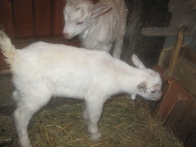 188657_1798155966630_1621687500_31826101_6559361_n.jpg (48.63 KiB) Osservato 1168 volte 188657_1798155966630_1621687500_31826101_6559361_n.jpg