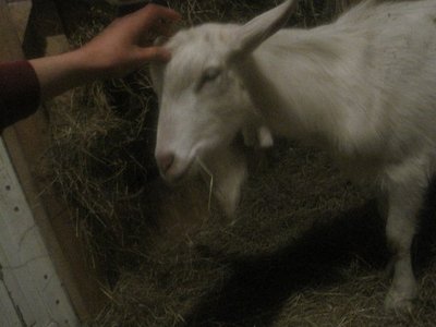 190637_1798166806901_1621687500_31826132_2341552_n.jpg (48.5 KiB) Osservato 1166 volte 190637_1798166806901_1621687500_31826132_2341552_n.jpg