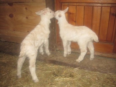 196443_1798158006681_1621687500_31826106_6047929_n.jpg (57.58 KiB) Osservato 1166 volte 196443_1798158006681_1621687500_31826106_6047929_n.jpg