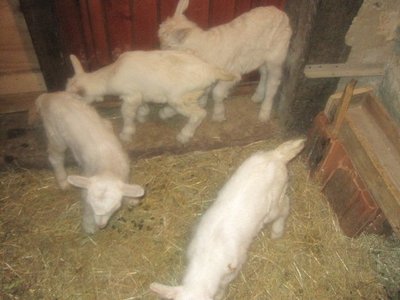 196899_1798155686623_1621687500_31826100_5551022_n.jpg (58.07 KiB) Osservato 1165 volte 196899_1798155686623_1621687500_31826100_5551022_n.jpg