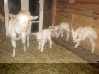 197427_1798159006706_1621687500_31826108_181138_n.jpg (64.71 KiB) Osservato 1165 volte 197427_1798159006706_1621687500_31826108_181138_n.jpg