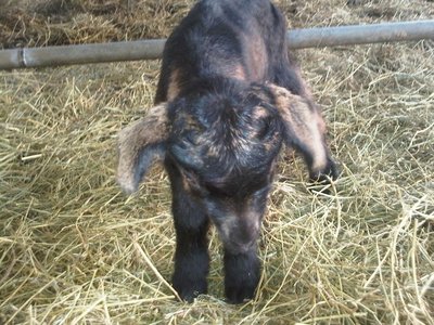 Val2.jpg (204.71 KiB) Osservato 1633 volte Val2.jpg