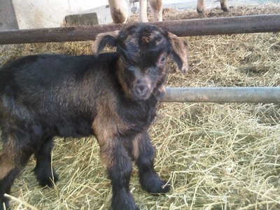 Val3.jpg (184.83 KiB) Osservato 1633 volte Val3.jpg