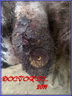 00001 (2).jpg (164.44 KiB) Osservato 6802 volte 00001 (2).jpg