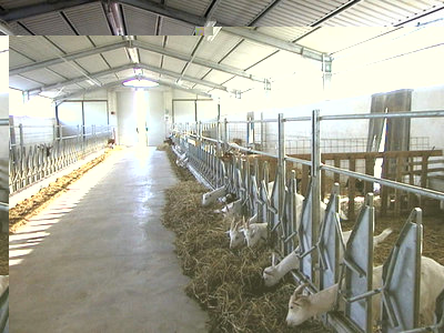 ovini-caprini.jpg (75.46 KiB) Osservato 1064 volte ovini-caprini.jpg