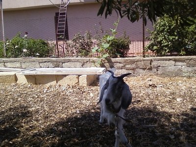 Foto0131.jpg (259.34 KiB) Osservato 872 volte Foto0131.jpg