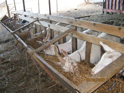 IMG_1152.JPG (101.34 KiB) Osservato 3349 volte IMG_1152.JPG