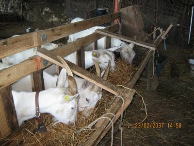 IMG_1153.JPG (86.41 KiB) Osservato 3349 volte IMG_1153.JPG