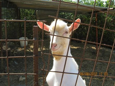 IMG_1559.JPG (61.44 KiB) Osservato 884 volte IMG_1559.JPG