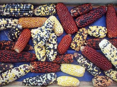 2175540_mais ornamentale.jpg (50.38 KiB) Osservato 532 volte 2175540_mais ornamentale.jpg