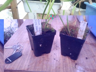 Sarracenia leucophylla 'red form', Sarracenia leucophylla 'Schnell's ghost' 10 euro. / 20141029_130750.jpg 20141029_130750.jpg