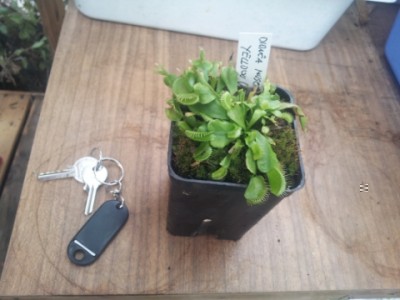Dionaea Muscipula yellow 7 euro. / 20141029_130203.jpg 20141029_130203.jpg