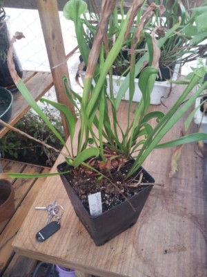 Sarracenia Flava var. Flava 9 euro. / 20141029_130508.jpg 20141029_130508.jpg