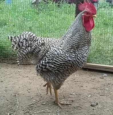 20150909_163948.jpg (72.62 KiB) Osservato 719 volte 20150909_163948.jpg