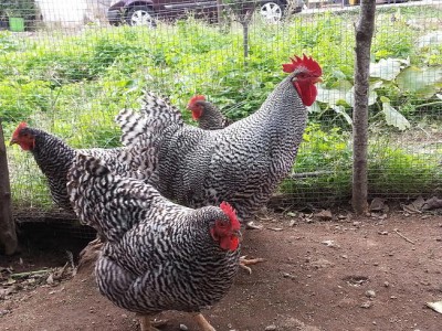 20141123_110137(0).jpg (142.59 KiB) Osservato 719 volte 20141123_110137(0).jpg