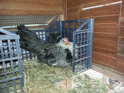 20141017_110752.jpg (105.43 KiB) Osservato 719 volte 20141017_110752.jpg