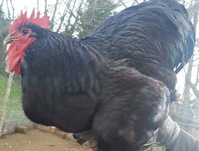 20160205_164239_resized-1.jpg (334.77 KiB) Osservato 585 volte 20160205_164239_resized-1.jpg