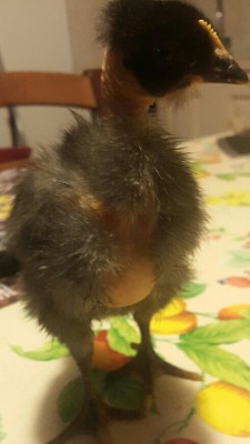 20160305_180320_resized-1.jpg (285.28 KiB) Osservato 585 volte 20160305_180320_resized-1.jpg