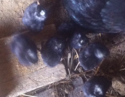 foto(1).JPG (169.59 KiB) Osservato 1252 volte foto(1).JPG