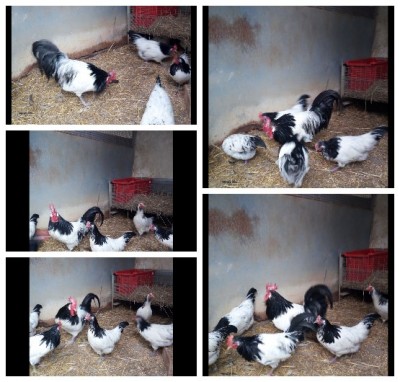 capture1-16-2017_30347_PM.jpeg (96.73 KiB) Osservato 725 volte capture1-16-2017_30347_PM.jpeg