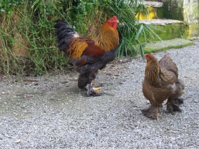 20170205_165502.jpg (187.46 KiB) Osservato 604 volte 20170205_165502.jpg