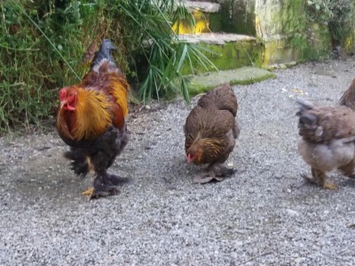 20170205_165454.jpg (141.18 KiB) Osservato 604 volte 20170205_165454.jpg