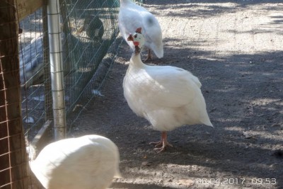 image.jpg (112.01 KiB) Osservato 1063 volte image.jpg