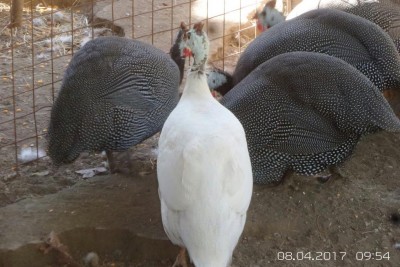 image.jpg (111.15 KiB) Osservato 1063 volte image.jpg