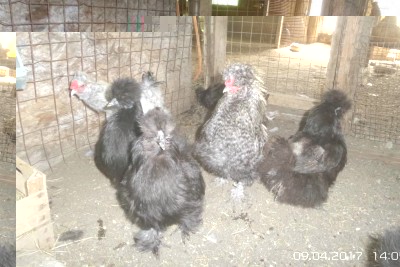 image.jpg (115.11 KiB) Osservato 1063 volte image.jpg