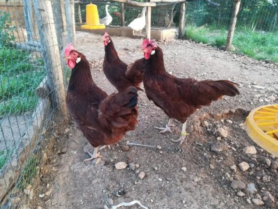 FB_IMG_1525884512936.jpg (171.54 KiB) Osservato 909 volte FB_IMG_1525884512936.jpg