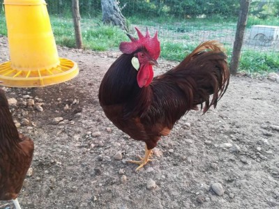 FB_IMG_1525884505530.jpg (158.46 KiB) Osservato 909 volte FB_IMG_1525884505530.jpg