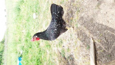 20180502_111830.jpg (145.96 KiB) Osservato 862 volte 20180502_111830.jpg