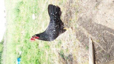 20180502_111827.jpg (144.74 KiB) Osservato 862 volte 20180502_111827.jpg