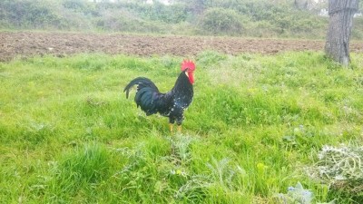 IMG-20180506-WA0001.jpg (141.87 KiB) Osservato 862 volte IMG-20180506-WA0001.jpg