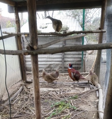 fagiani.jpg (357.46 KiB) Osservato 2469 volte fagiani.jpg