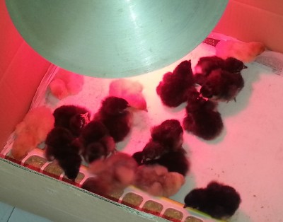 20140504_124236.jpg (118.21 KiB) Osservato 864 volte 20140504_124236.jpg