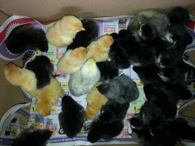 20140505_191323.jpg (167.44 KiB) Osservato 864 volte 20140505_191323.jpg