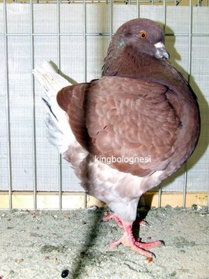 femela POP VIOREL.jpg (106.02 KiB) Osservato 926 volte femela POP VIOREL.jpg