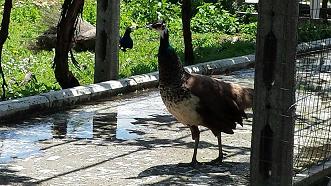 pavoni / animal 013.jpg animal 013.jpg