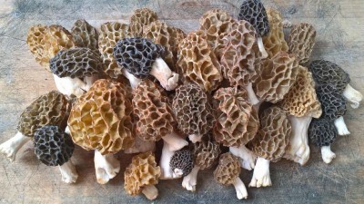Morchella-esculenta.jpg (136.92 KiB) Osservato 11394 volte Morchella-esculenta.jpg