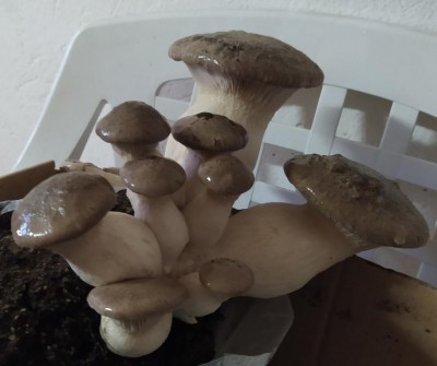 IMG_20201112_112941.jpg (53.22 KiB) Osservato 2104 volte IMG_20201112_112941.jpg