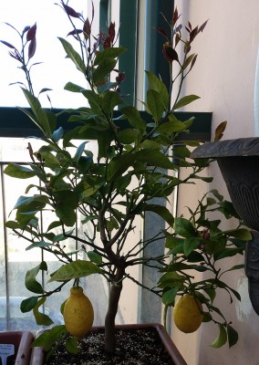 limone.jpg (303.02 KiB) Osservato 30108 volte limone.jpg