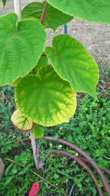 WP_20170722_18_04_45_Pro.jpg (118.72 KiB) Osservato 1809 volte WP_20170722_18_04_45_Pro.jpg