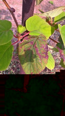 WP_20170722_18_07_57_Pro.jpg (131.43 KiB) Osservato 1809 volte WP_20170722_18_07_57_Pro.jpg