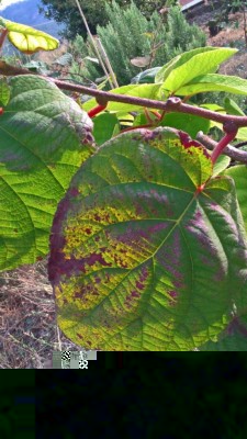 WP_20170722_18_08_08_Pro.jpg (133.1 KiB) Osservato 1809 volte WP_20170722_18_08_08_Pro.jpg