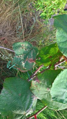 WP_20170722_18_08_34_Pro.jpg (131.66 KiB) Osservato 1809 volte WP_20170722_18_08_34_Pro.jpg