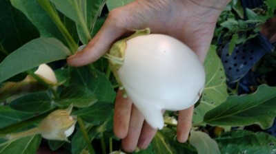 20170805_063237.jpg (51.83 KiB) Osservato 1037 volte 20170805_063237.jpg