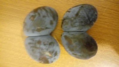 20170806_191939.jpg (37 KiB) Osservato 1028 volte 20170806_191939.jpg