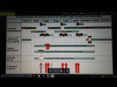 Carpocapsa-lotta guidata.jpg (73.81 KiB) Osservato 1897 volte Carpocapsa-lotta guidata.jpg